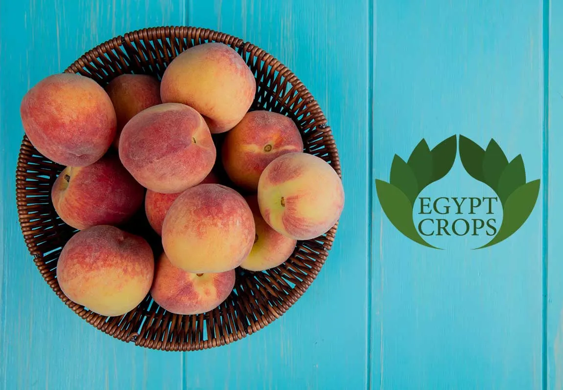 Egyptian-Peach-Varieties