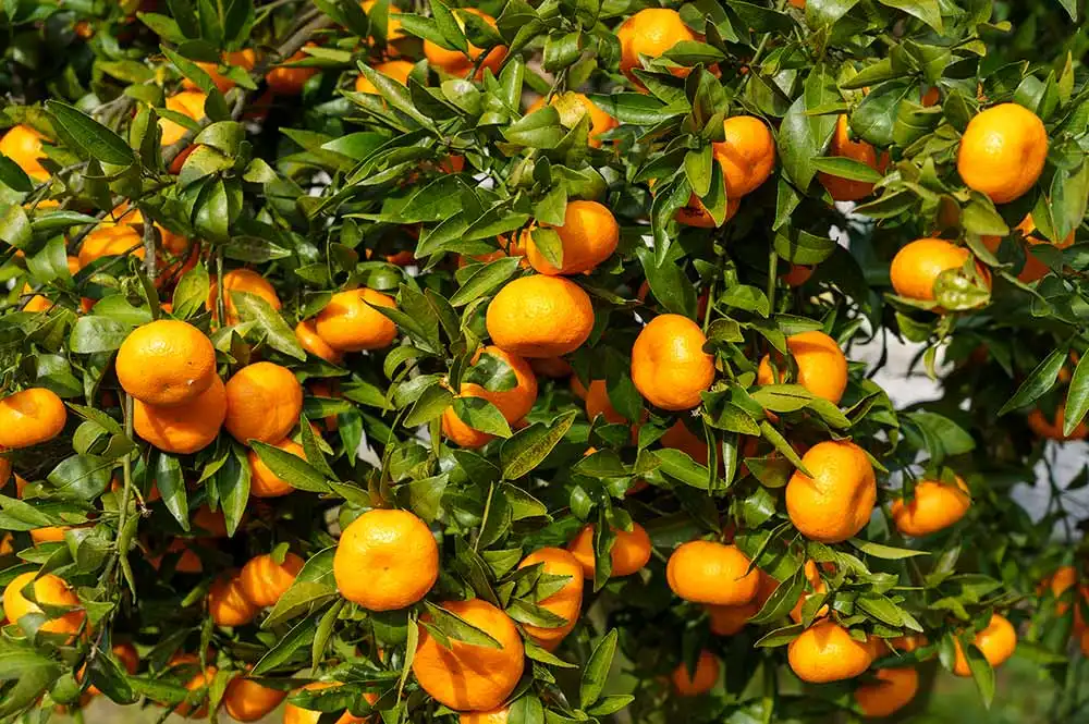 Egyptian-fresh-mandarins