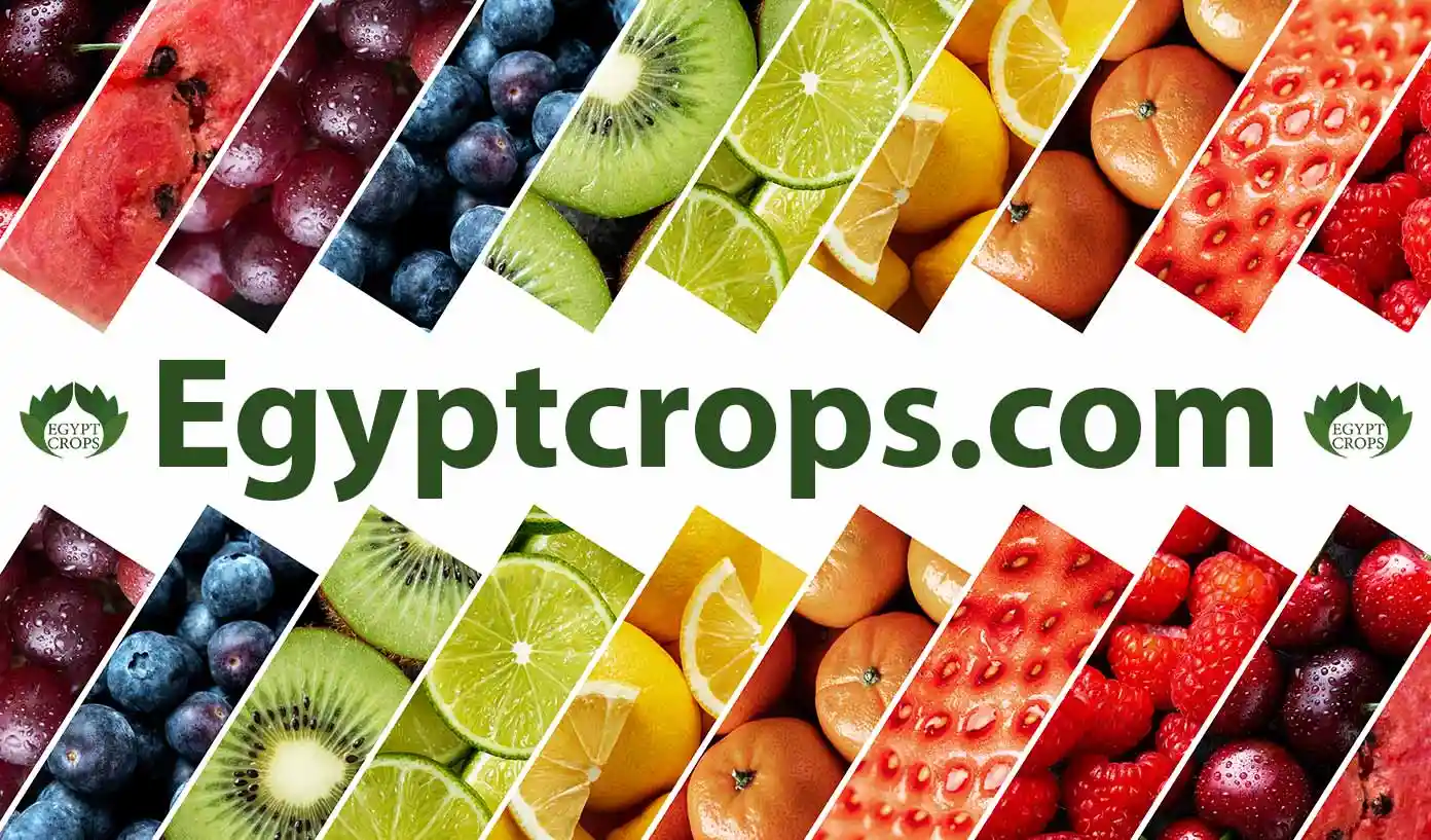 Egyptian-fruits-varieties