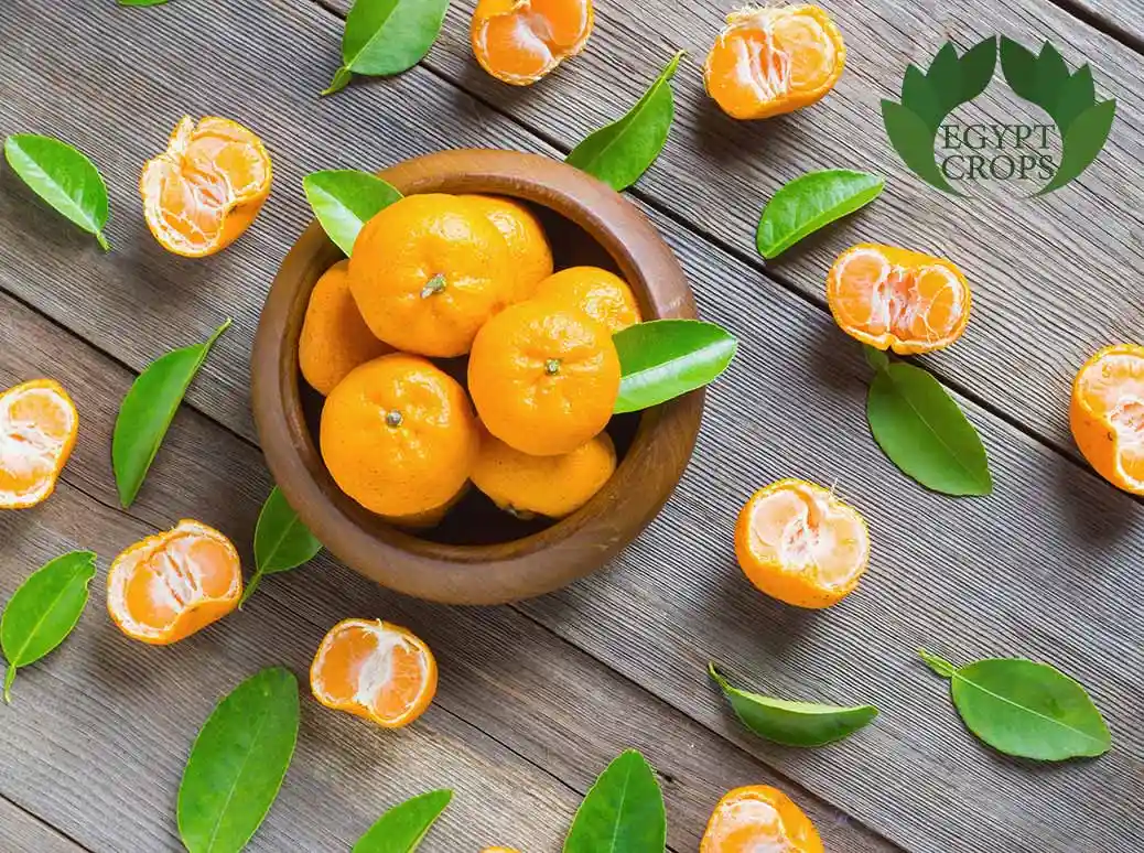 Egyptian-mandarins-varieties