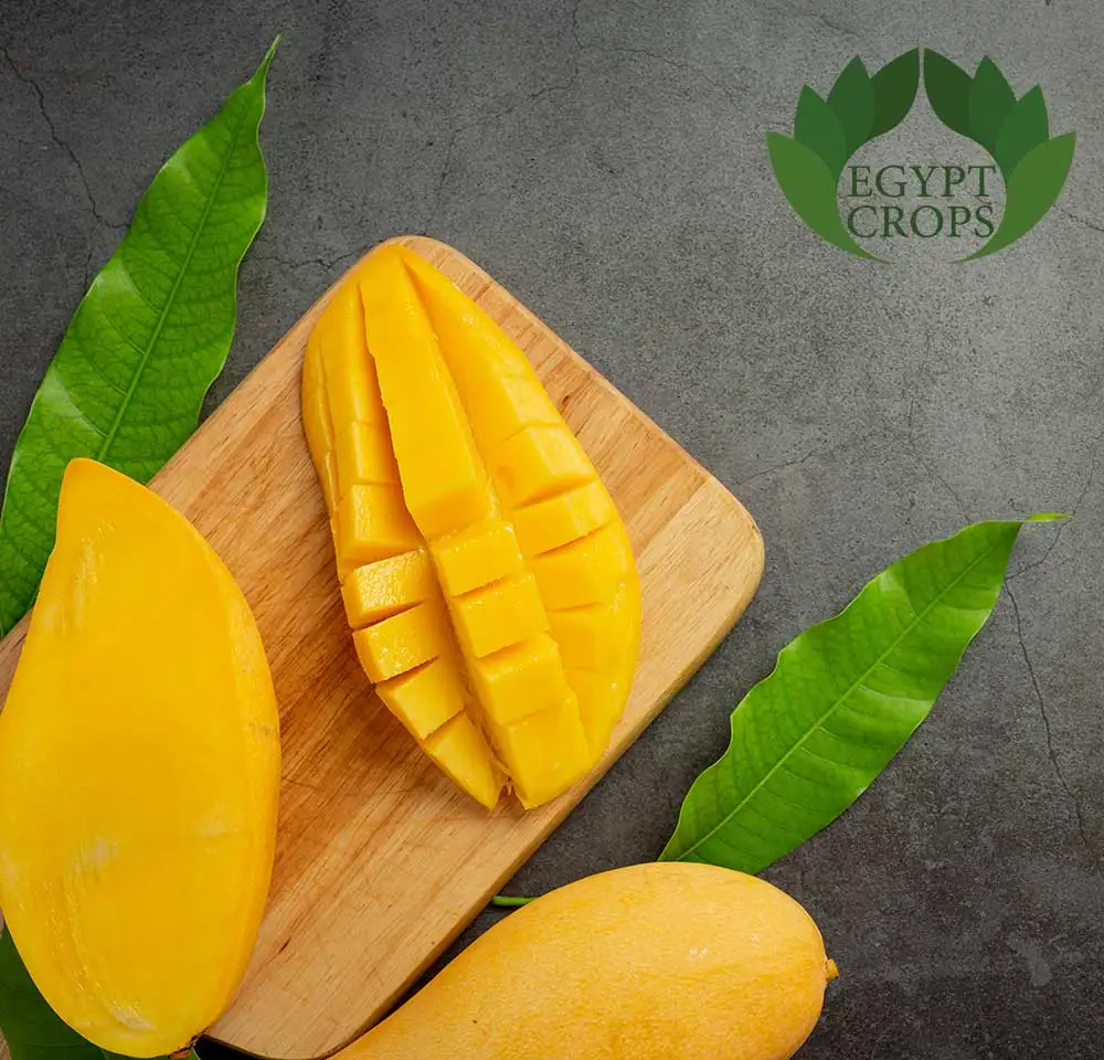 Egyptian Mango Varieties: A Guide to the Sweet Mangoes