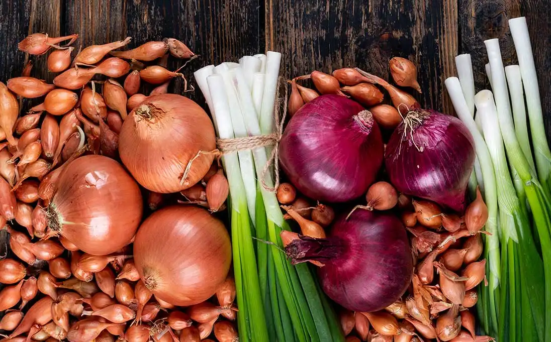 Egyptian-onion-varieties