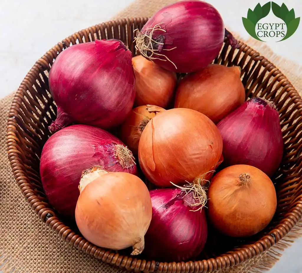 Egyptian-onions-varieties