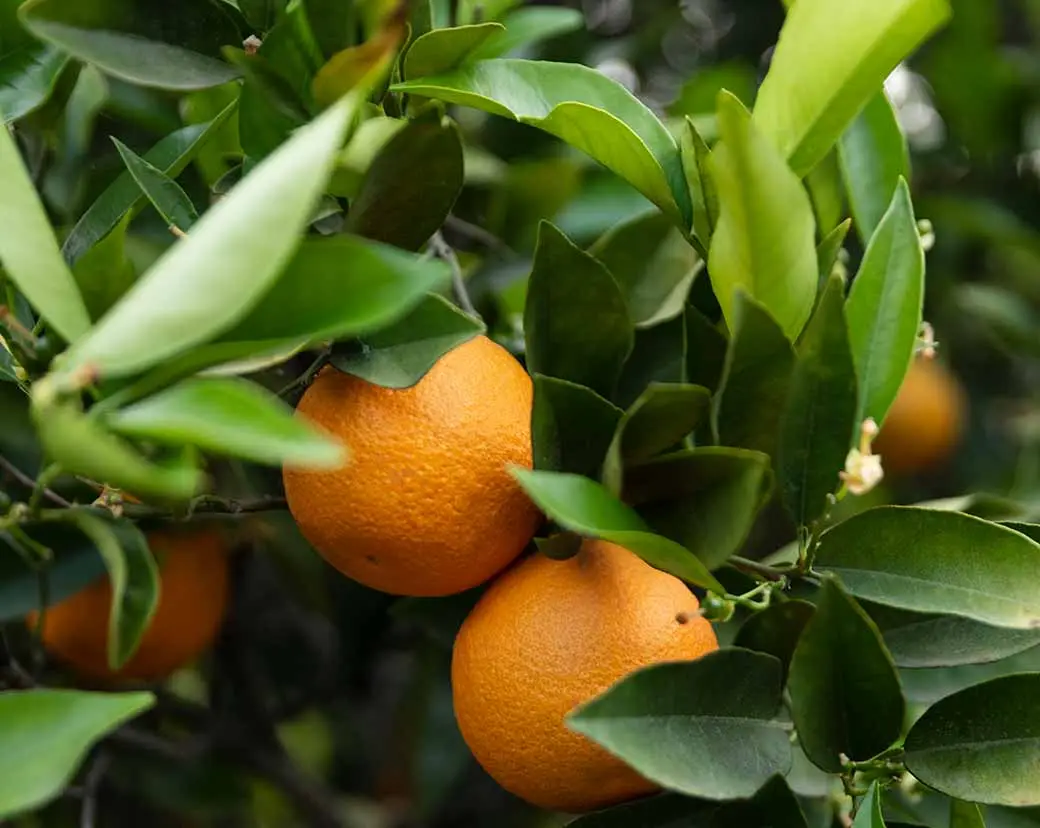 Egyptian-orange-Varieties