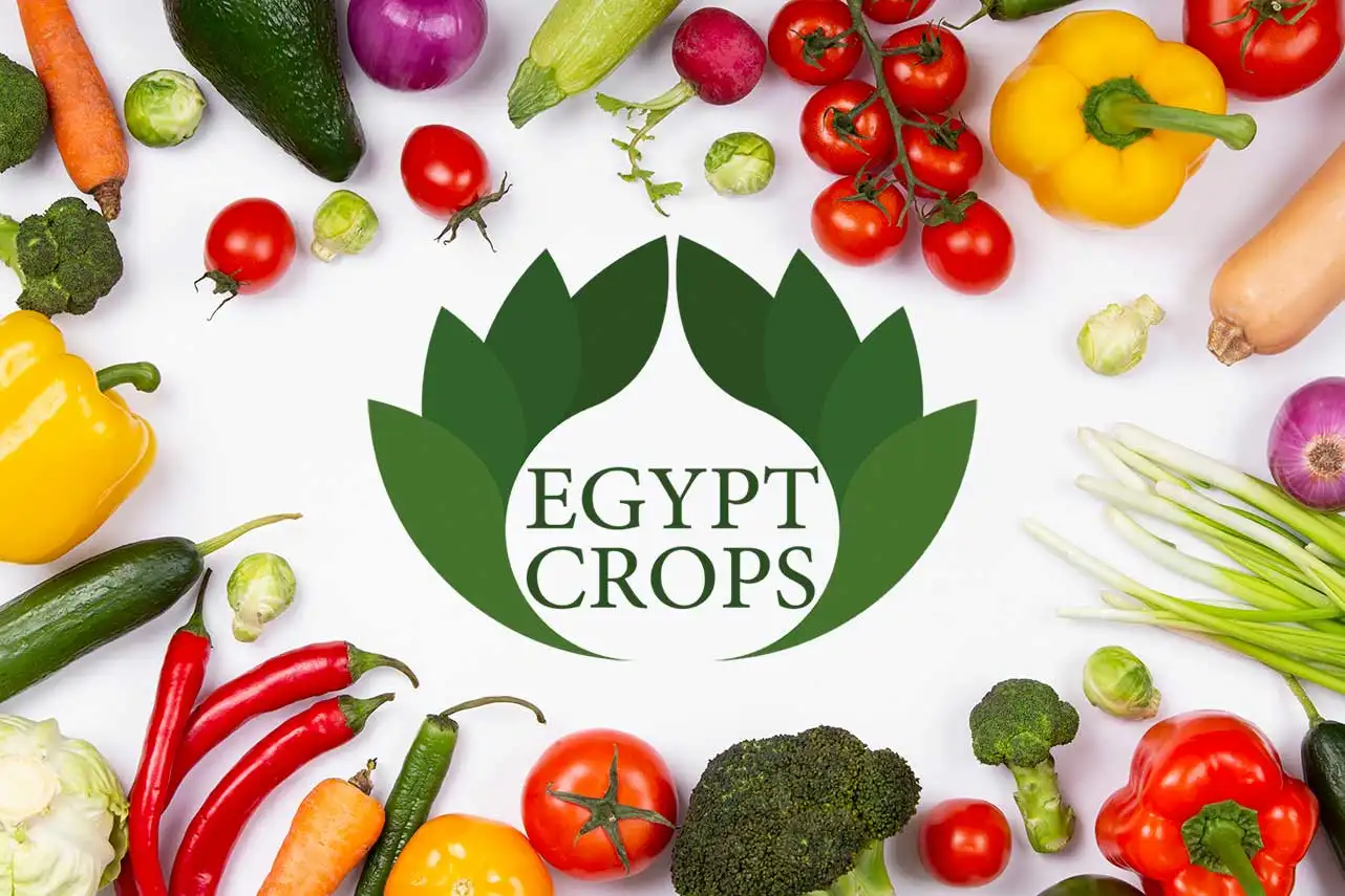 Egyptian-vegetables-crops