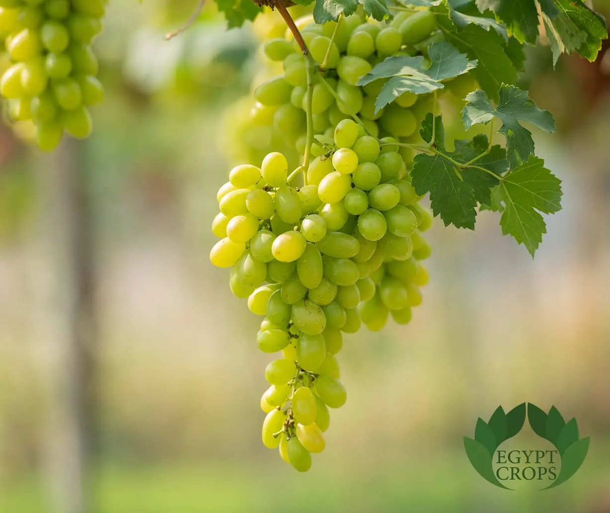 Egyptian-fresh-grapes