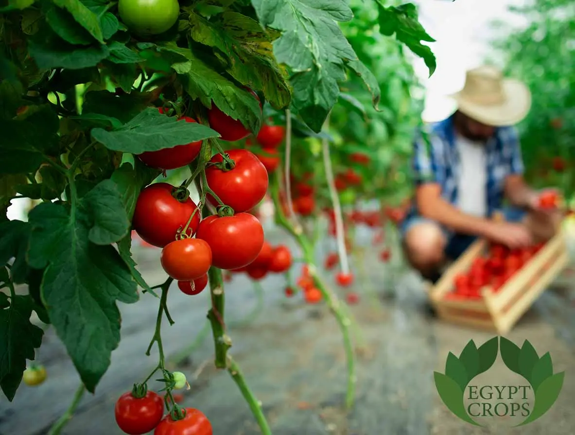 Egyptian_tomatoes_varieties