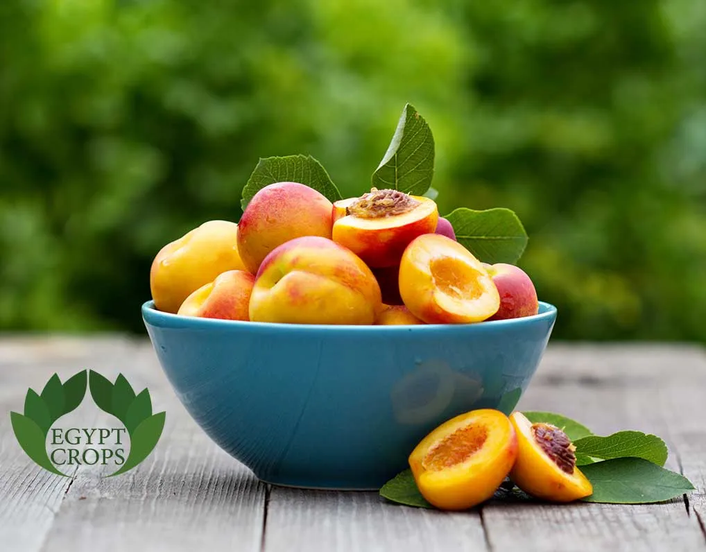 fresh-Egyptian-peaches