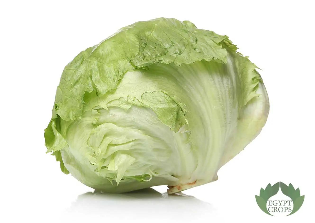 Egyptian-green-lettuce