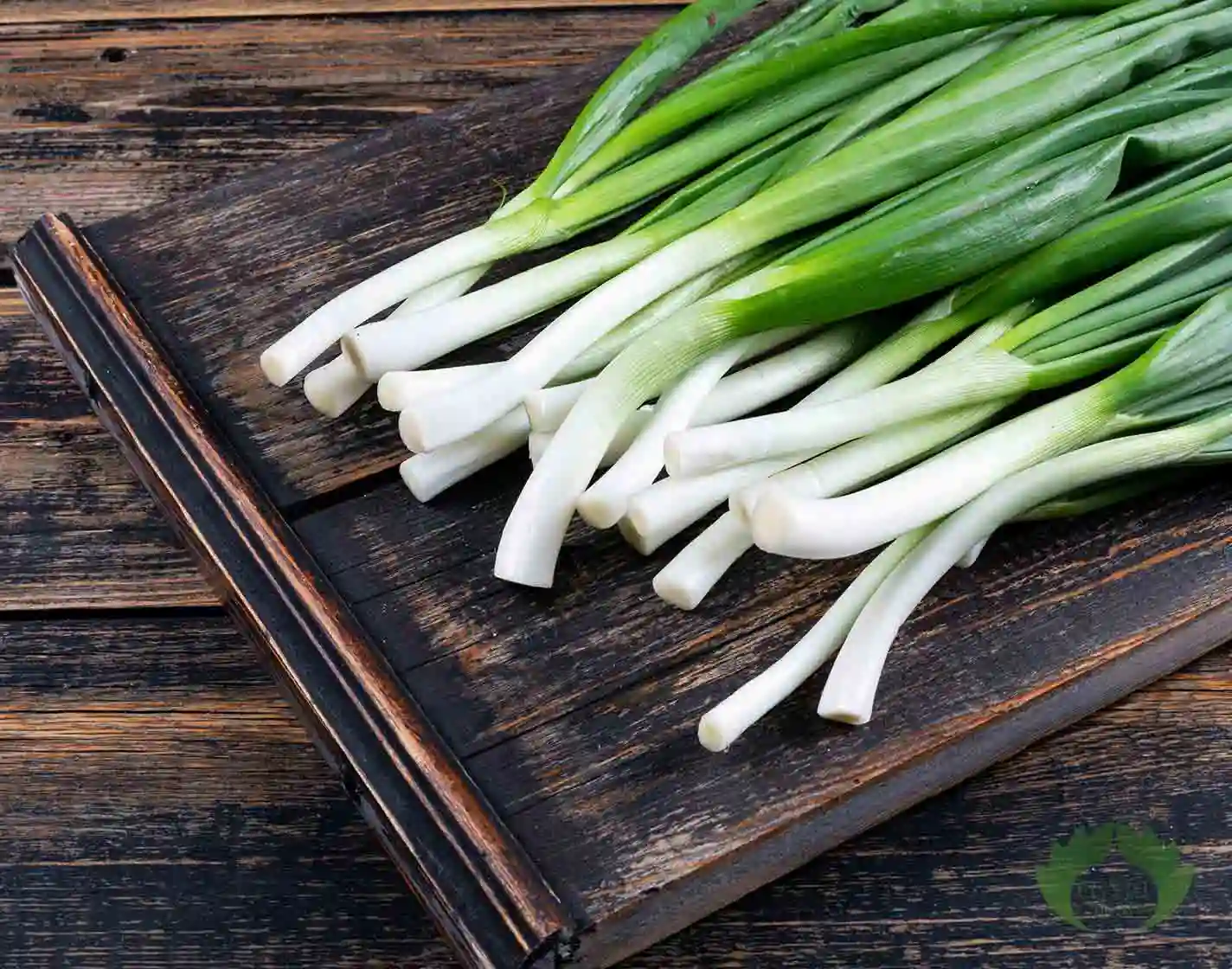 green-spring-onions