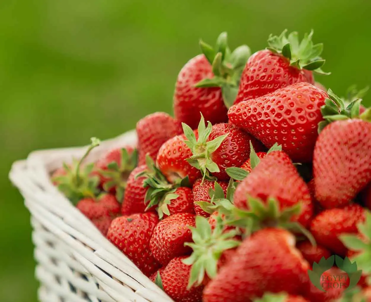 Egyptian-fresh-strawberry